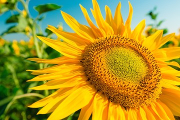 Obraz premium Sunflower, Flower, Field.