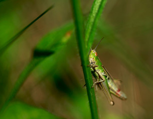 cute grasshopper