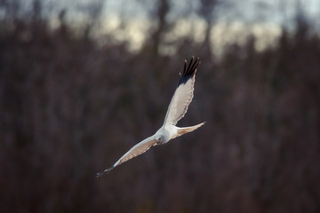 Predator bird is hunting. Russian nature