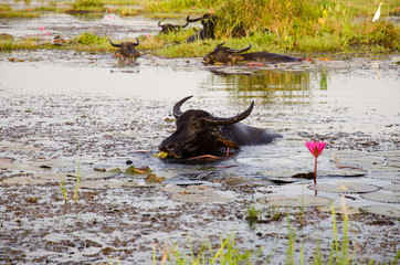 Thai water buffalo cooling during the day