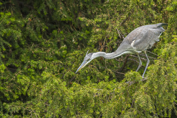 grey heron hunting portrait