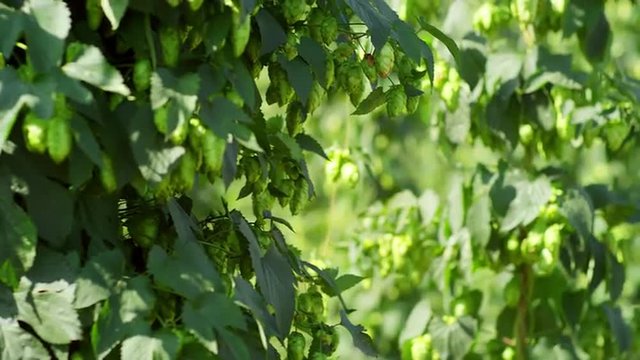 Rows of hops ready for harvest