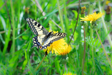 Papilio machaon, Old World Swallowtail