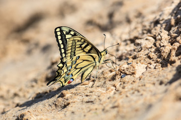 Fototapeta na wymiar Papilio machaon, Old World Swallowtail