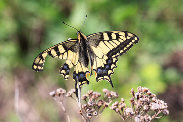 Obraz na płótnie Canvas Papilio machaon, Old World Swallowtail