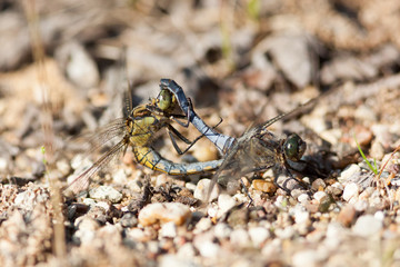 Orthetrum cancellatum, Black-tailed Skimmer.