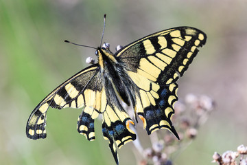 Papilio machaon, Old World Swallowtail