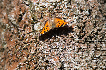 Nymphalis vaualbum, Compton Tortoiseshell.