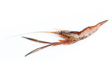Macrobrachium nipponense, Shrimp. Introduced species