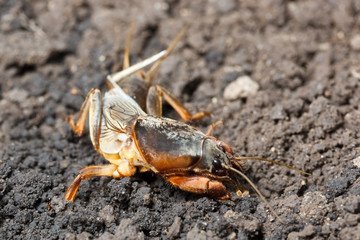 Gryllotalpa gryllotalpa, European mole cricket.