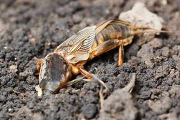 Gryllotalpa gryllotalpa, European mole cricket.