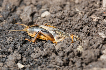 Gryllotalpa gryllotalpa, European mole cricket.