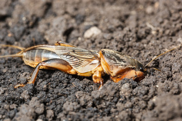 Gryllotalpa gryllotalpa, European mole cricket.