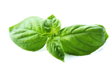 Green fresh basil isolated in white