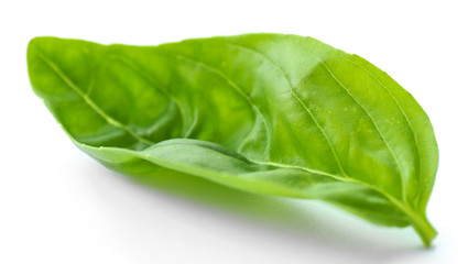 Leaf of green fresh basil isolated in white