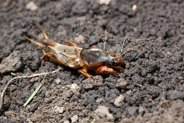 Gryllotalpa gryllotalpa, European mole cricket.
