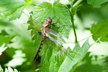 Epitheca bimaculata, Eurasian Baskettail.