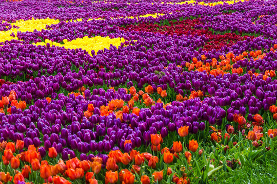 Tulips in Istanbul © satura_