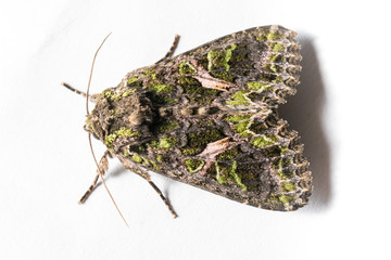 Усач-кожевник, Prionus coriarius, Sawing Beetle.  fe