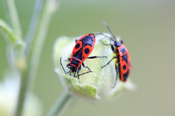 Усач-кожевник, Prionus coriarius, Sawing Beetle.  fe