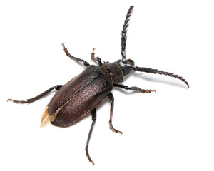 Prionus coriarius, Sawing Beetle (female)