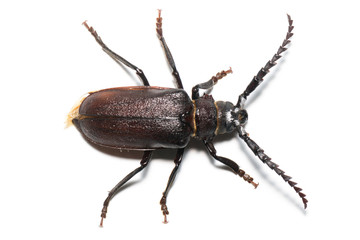 Prionus coriarius, Sawing Beetle (female)
