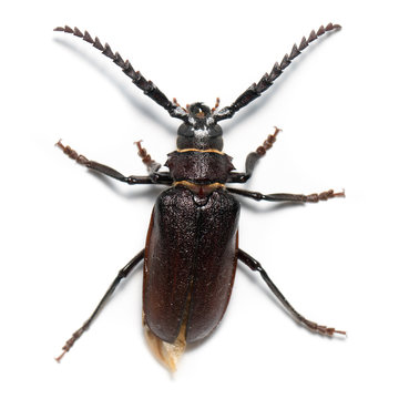 Prionus coriarius, Sawing Beetle (female)