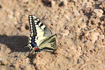 Plakat Papilio machaon, Old World Swallowtail