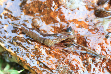 Macrobrachium nipponense, Shrimp. Introduced species