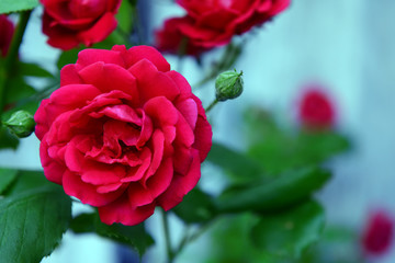 Beautiful roses growing in garden