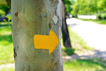 Bright arrow on tree outdoors
