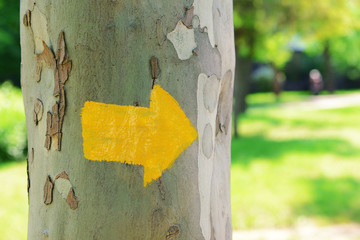 Bright arrow on tree outdoors