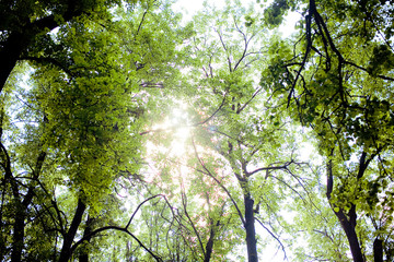 Trees in the forest - the crown of leaves against the sky