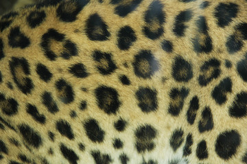 leopard pattern