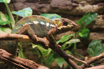 chameleon in the nature