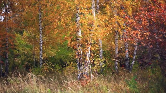 autumn birch forest and falling leaves