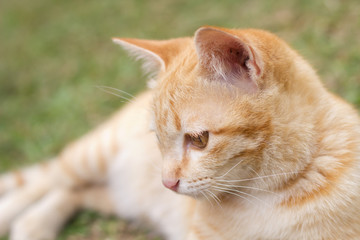 Kitten cat on green grass background.