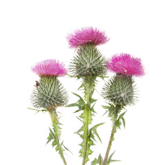 Three Thistle flowers
