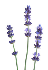 Obraz na płótnie Canvas Lavender flowers isolated on white