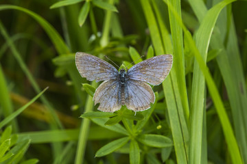Rotkleebläuling (Polyommatus semiargus)