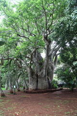 Fototapeta premium Oceano Indiano, Isola di Mauritius.