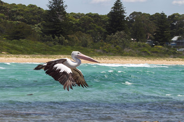 Brillenpelikan (Pelecanus conspicillatus)