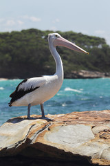 Brillenpelikan (Pelecanus conspicillatus)