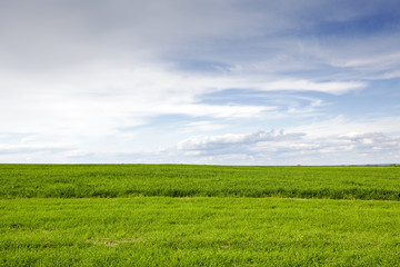 The green cultivated field and sky