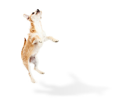 Terrier Puppy Dog Jumping Up