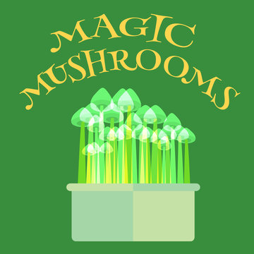 Magic mushrooms grow kit. Vector illustration of psilocybin mushrooms.