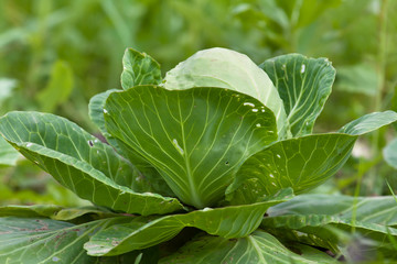 head of cabbage growing in the garden