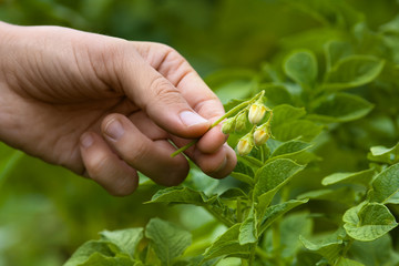 hand with culled flower of potato