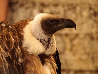 Trigonoceps occipital