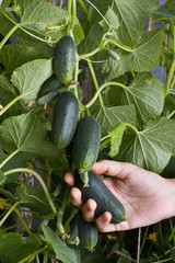 hand picking cucumber in the garden